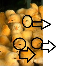 Se observa una muestra extraída de una población de pollitos