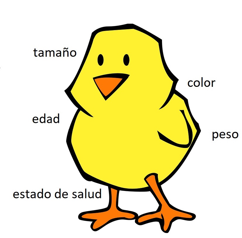 pollito con ejemplos de mediciones