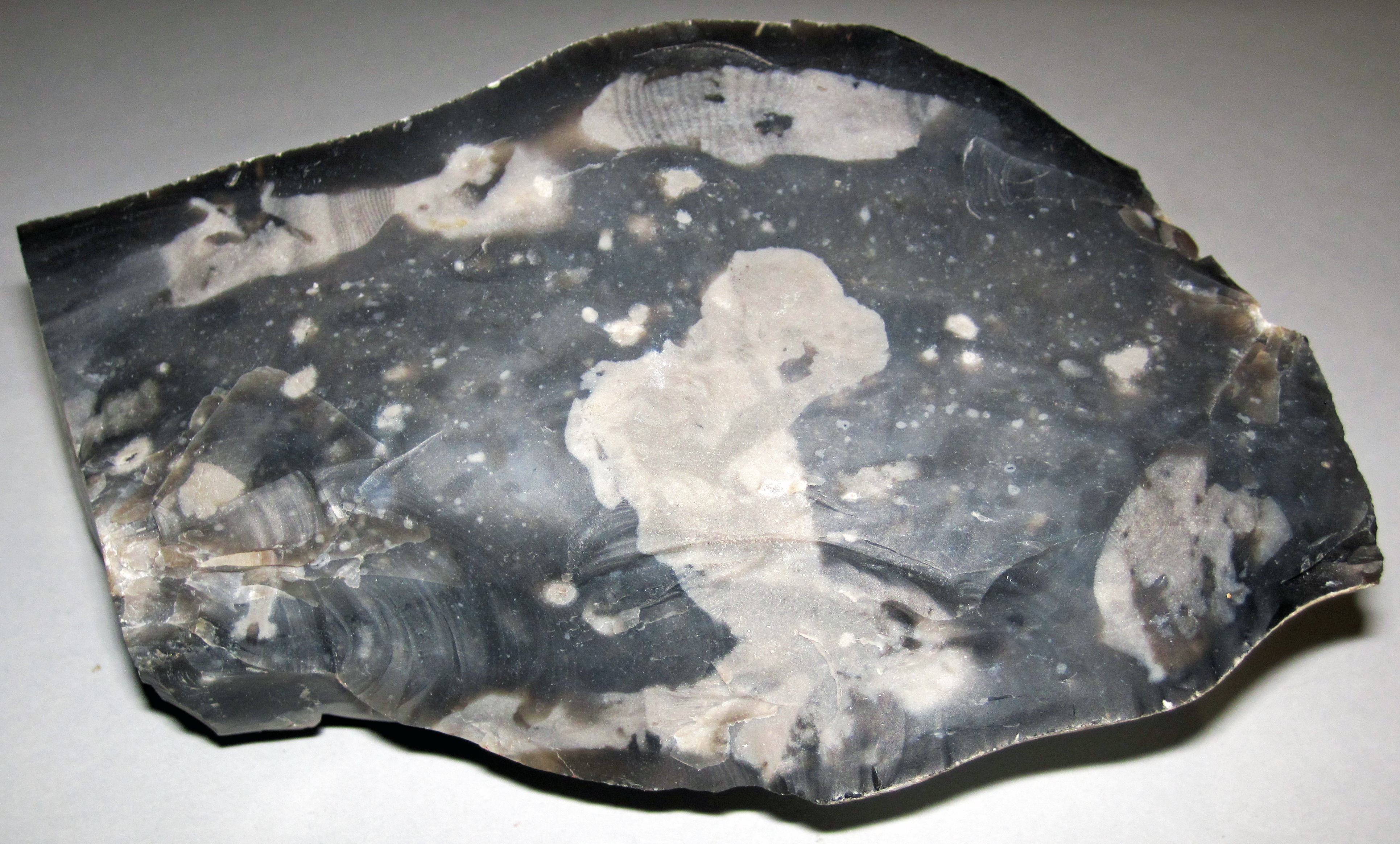 Chert nodule ("flint") from the Upper Cretaceous of England