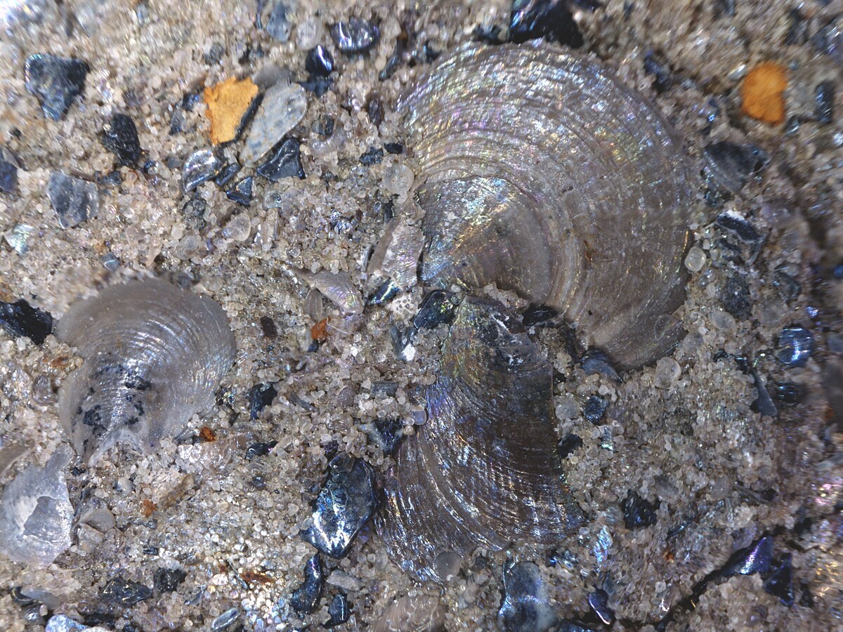 Shelly phosphorites from the former Ülgase mine, Estonia. Brachiopod shells' are mineralised in CAF-apatite
