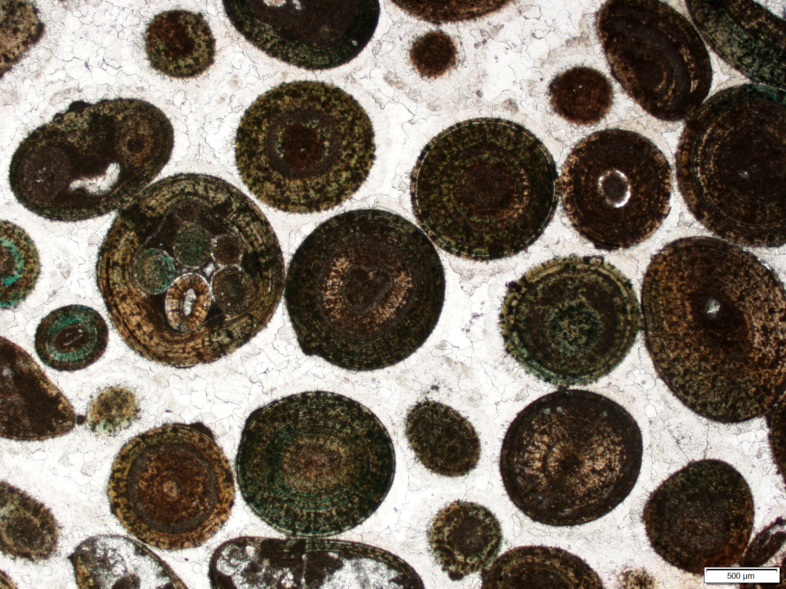 By Peneropolid - Own work, CC BY-SA 4.0, https://commons.wikimedia.org/w/index.php?curid=62169801