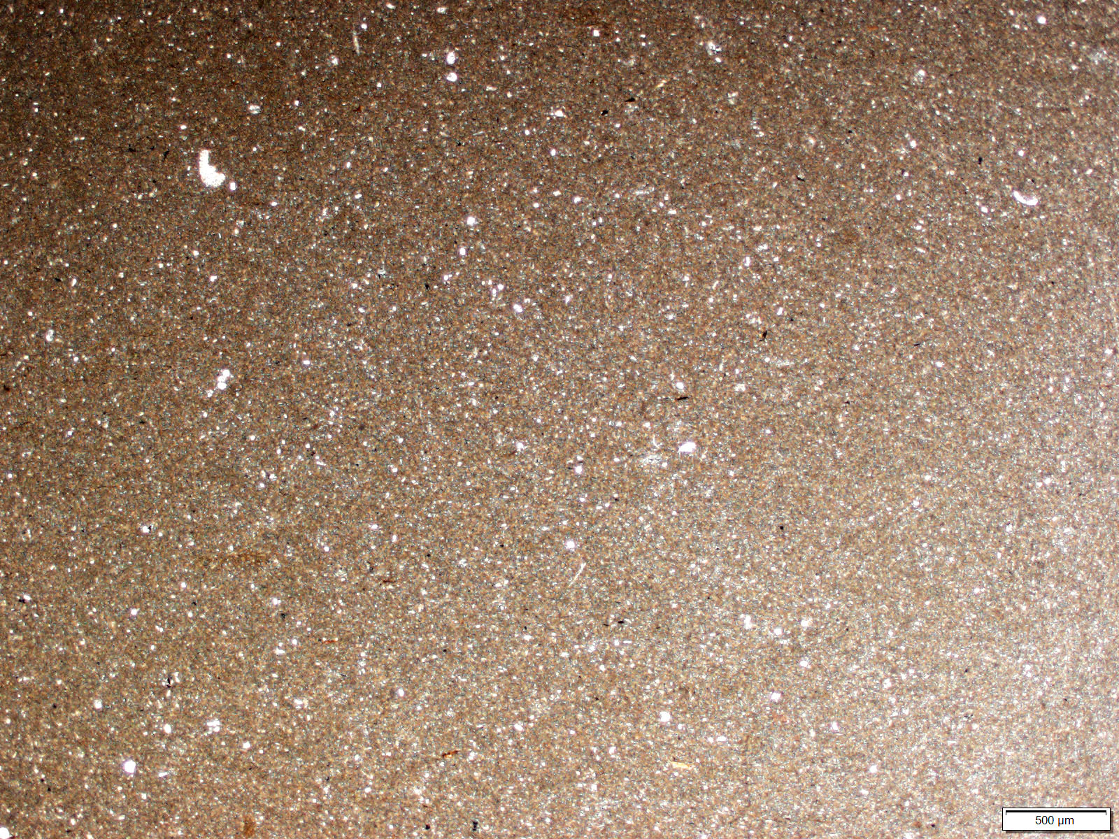 By Peneropolid - Own work, CC BY-SA 4.0, https://commons.wikimedia.org/w/index.php?curid=62169157