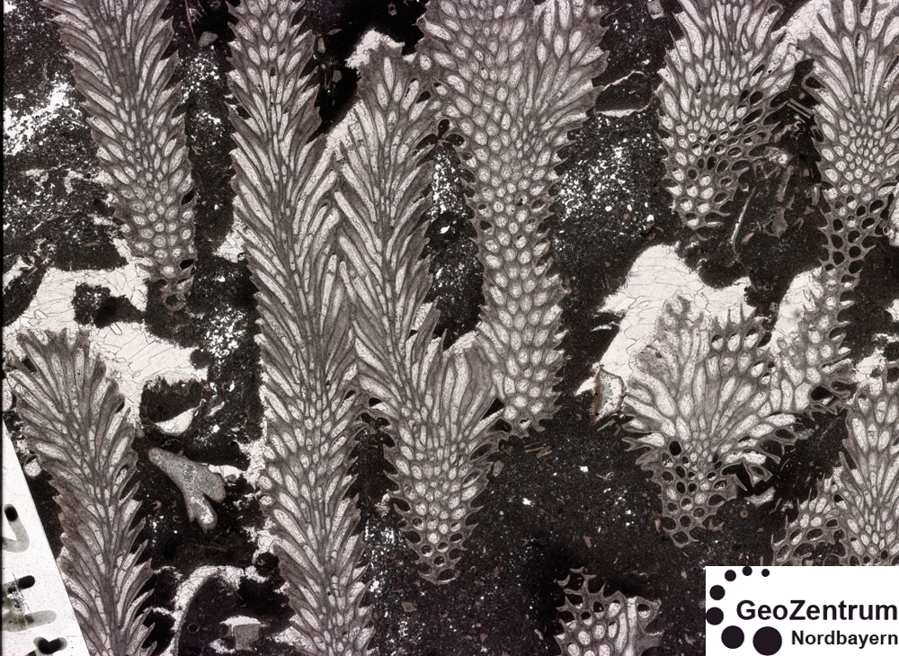 By NikelsenH - Own work, CC BY-SA 4.0, https://commons.wikimedia.org/w/index.php?curid=56573791