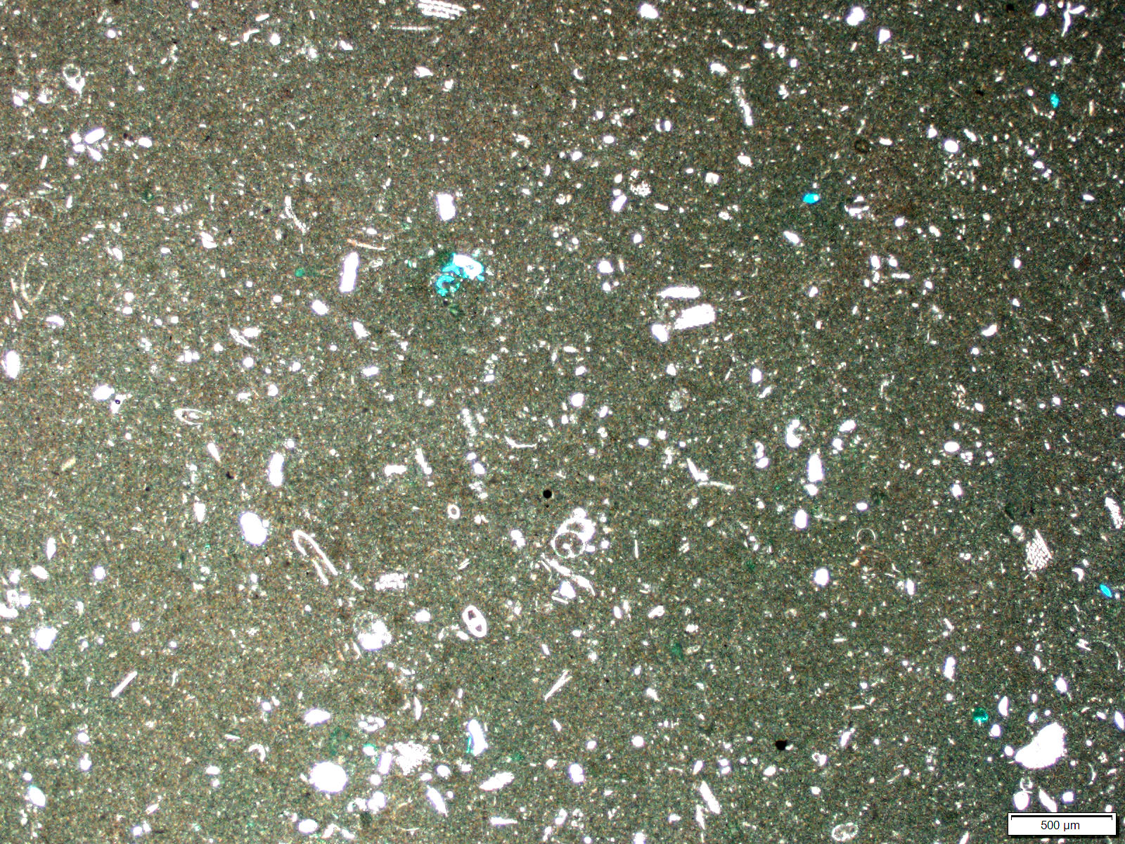 By Peneropolid - Own work, CC BY-SA 4.0, https://commons.wikimedia.org/w/index.php?curid=62169073